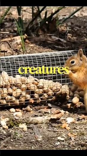 The Squirrel: The Tiny Animal With a Genius Memory