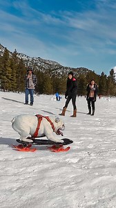 1.3M views · 61K reactions | Who needs a Ski Lift? !!!  冀冀 Milo...