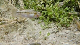 26K views · 402 reactions | Take a moment of Zen with Railroad Valley...