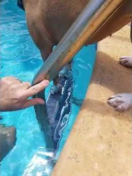 Remove rust off stainless steel