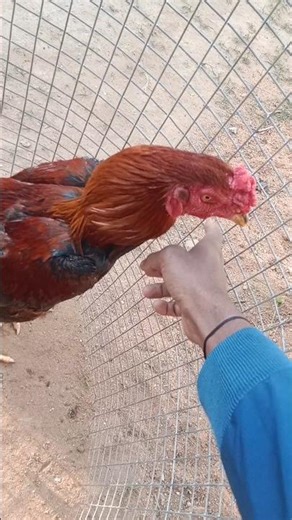 #recovered #treatment #animals #shorts #viral #కోడి #fever #hen #poultry