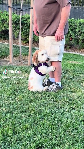 Lady the Dachshund's Hilarious Weenie Walk Wednesdays