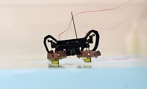 Robotic cockroach can swim and walk underwater