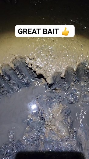 2.8K views · 12 reactions | These sandworms are great fishing bait handle them carefully they can bite. I dig these worms in the tidal mud flats here in Maine 缾 #viral #stripedbass #fishing #nature #hardwork | Wayne Bishko | Facebook