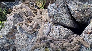 Ssssso many snakes: Watch a ‘mega-den’ of rattlesnakes in real time