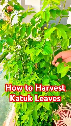 How to Harvest Katuk Leaves at Home #shorts