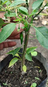 1.6M views · 7K reactions | Merampel daun cabe #reels #fb #gardenideas | Gardening Ideas HD | Facebook