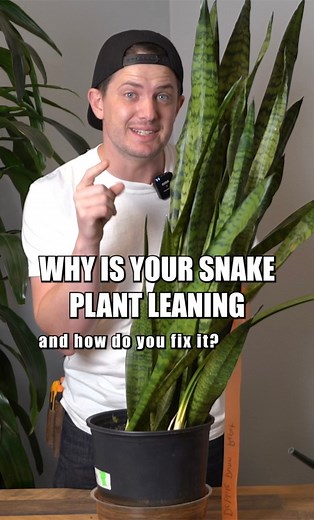 508K views · 4.3K reactions | Do you have a snake plant that had started to lean? This usually happens from watering your plant too frequently, and it’s especially common with plants kept in low light. Light processes water, so lower light equals slower water processing time. Slower water processing time increases your likelihood of getting root rot! #snakeplant #plantsmakepeoplehappy #plants #houseplants | Tanner The Planter | Facebook