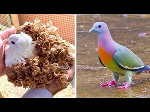 34 Of The World’s Most Beautiful Types Of Pigeons