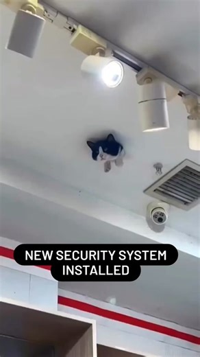 Security System #catsoftiktok #catmeme #security #funnyvideos