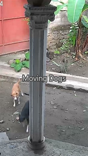 Moving dogs things you love #love #animals