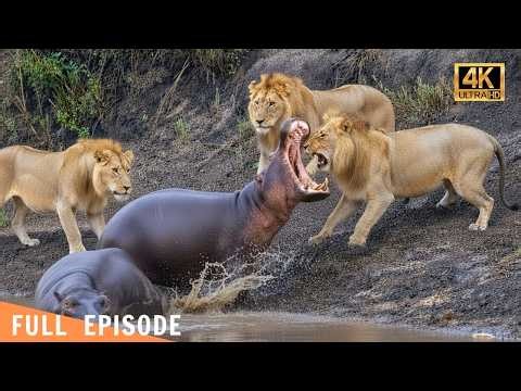 NATURE’S GAUNTLET | The Bone-Crushing Reality of Apex Predators | nature documentary