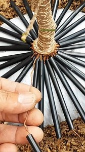 3.1M views · 11K reactions | Ficus Microcarpa Root Program Using Straws #bonsai #bonsaitree #fblifestyle | Joni Lawoh | Facebook