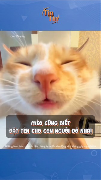 MÈO CŨNG BIẾT "ĐẶT TÊN" CHO CON NGƯỜI ĐÓ !!! #cat #catvideos #meow #giaitri