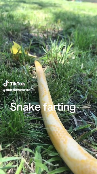 Do Snakes Fart? Exploring Nature's Nastiest Gas Passers