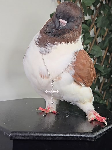 dude will u join my pigeon discord yes or no answer on this piece of paper please (yes x) (yes x) #pigeon #modenapigeon #bird #pet #funny