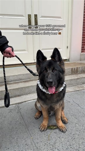 Germans Shepherd Grooming Transformation