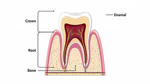 Animated cross-section reveals human tooth layers, gradually labeling crown, root, enamel, dentin, pulp, gum, root canal, and blood vessels with clear vector graphics and smooth transitions | Premium Stock Video Footage