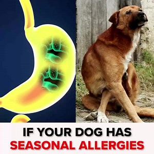 4K views · 74 reactions | If you can’t find out why your dog is itchy, maybe you are looking in the wrong place. Here's the truth behind their itching, plus how to help them with probiotics in just 30 seconds a day. Learn more below. | PetLab Co. | Facebook