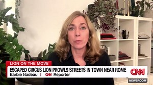 Lion escaped circus and prowled streets in Italian seaside town