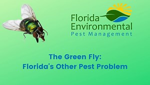 The Green Fly: Florida's Other Pest Problem