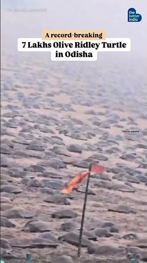 Thousands of Olive Ridley sea turtles return to Odisha’s shores!
