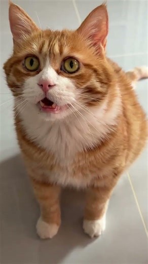 Eternal Friendship: Magnolia's Secret Language Explained