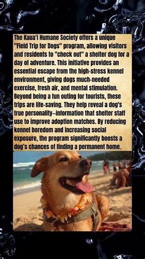 Island Adventures: The Life-Saving Field Trips of Kaua‘i Dogs