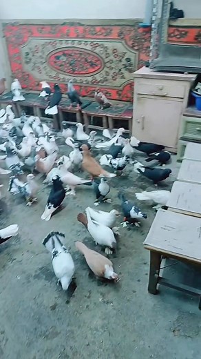 05374182098 | Kuscu Hamey