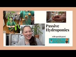 Passive Hydroponics | Avocado Tree Experiment