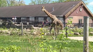 Niabi Zoo holding after-hours escape room