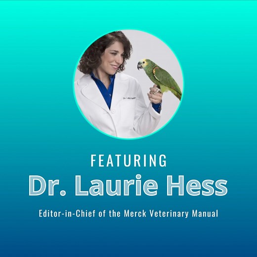 42 reactions | Dr. Laurie Hess, DVM, DABVP (Avian Practice), Editor-in-Chief, The Veterinary Manuals, discusses highly pathogenic avian influenza, including recent transmission, recognition, and the importance of staying aware and vigilant to protect public health. Listen to the podcast here: https://mrkmnls.co/3Xz9lSk | The Merck Veterinary Manual | Facebook