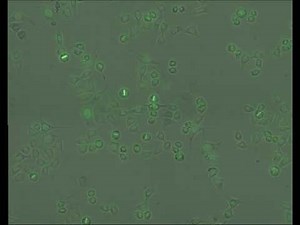 RO3306 Synchronisation