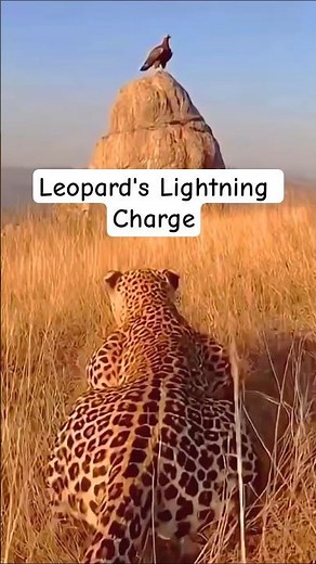Leopard's Lightning Charge - Eagle Escape Turns Into a Wild Moment