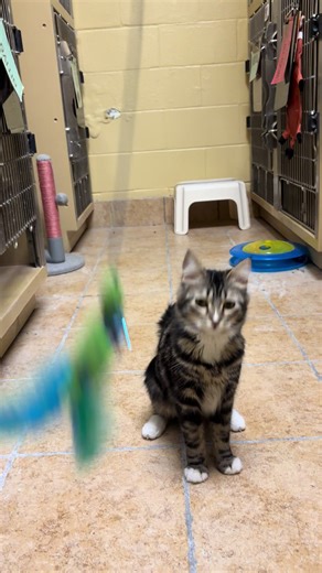 Enjoying Quality Time with Our Adorable Kitty