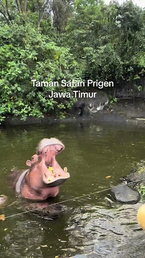 Hippo Feeding at Taman Safari Prigen