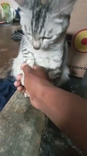 Gray cat shaking hands #cat #animalschanel09 #shorts