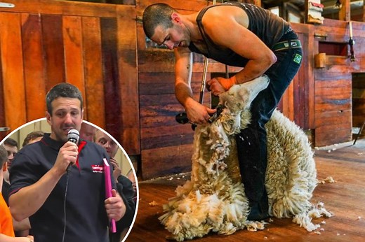 Dad sets world record in sheep shearing — by trimming 872 lambs in 9 hours
