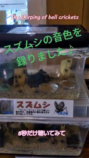 【耳をすまして】癒されたい方へ #鈴虫 #すずむし #鳴き声