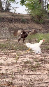 683K views · 2.8K reactions | Amazing hawk eagle hunting bird 礪 | King of bird | Facebook