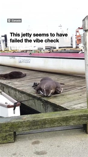 Boats and jetty descend into chaos as river otters run across the deck