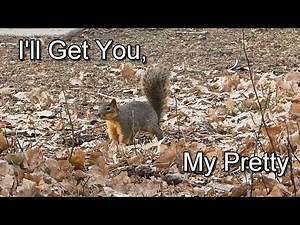 Squirrel Chases Rabbit