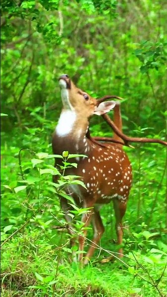 Antlers vs Horns — You've Been Wrong 🦌🐃 #shorts #elephant #animals #wildlife #nature