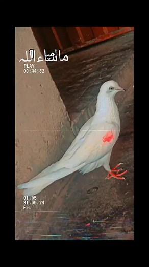 #❤️❤️❤️❤️❤️❤️❤️❤️❤️❤️🥀🥀🥀🥀 #jutt #445