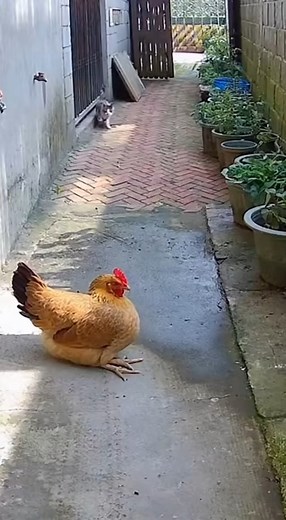 Watch these hilarious CCTV clips from a village courtyard where brave chickens take on sneaky cats! From getting stuck in coops, slipping in mud, hiding in baskets, being tricked with leaves, to slipping down slopes — these chickens chase and outsmart the cats in the funniest ways. Captured with fixed high-angle cameras, all footage is raw, natural, and unedited. No music, no cartoon effects — just pure, real-life animal chaos! 😹🐔 Perfect for fans of funny animal videos and real farmyard comed