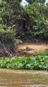 7.2K views · 186 reactions | Wild animal | Cosmos-Geologia-DOCUMENTAL | Facebook