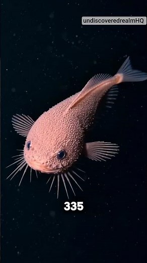 The Bumpy Snailfish – Amazing Deep Sea Creature You’ve Never Seen Before! 🌊😱