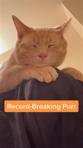 Mango’s world-record purr 🥭 #fyp #kitten #catsoftiktok #fypシ #pet