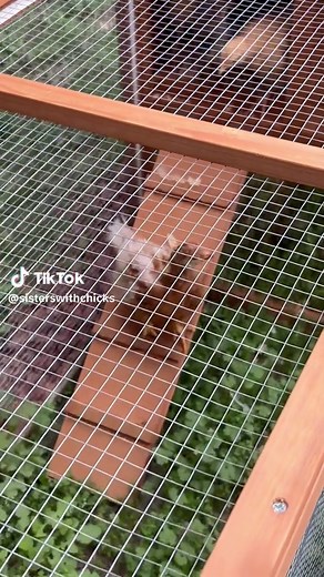 Our little chickens first time coming out the coop house down the ramp 🐥🐥they getting it #chickensoftiktok #fypシ #chickencoop