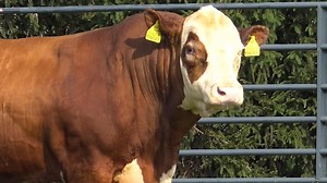 If you're searching for a Polled Hereford sire that can be used with confidence, then check out this breed icon! MANDATE is a leader within the Hereford breed for being one of the most complete, proven calving ease sires, with incredible substance and style. Backed by maternal excellence, he stems from two of the most productive Shaw females. MANDATE is a true spread bull who can be used on heifers with confidence to improve udder quality and eye pigment, without sacrificing growth or cow power.